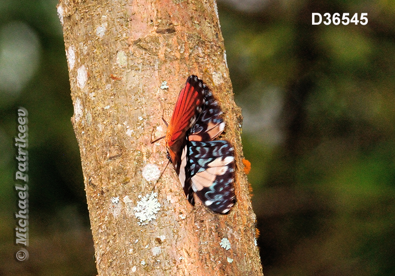 Red Cracker (Hamadryas amphinome)